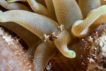 Caribbean coral garden,anenome shrimp