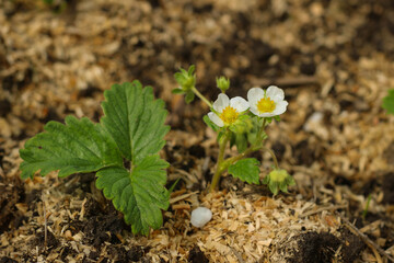 Strawberry blossoms. White strawberry flowers and leaves in the garden. Growing strawberries. Farming.