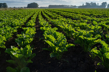 Ackerbau - Reihen mit heranwachsenden Zuckerrüben auf einem Feld im Morgenlicht. Symbolfoto.