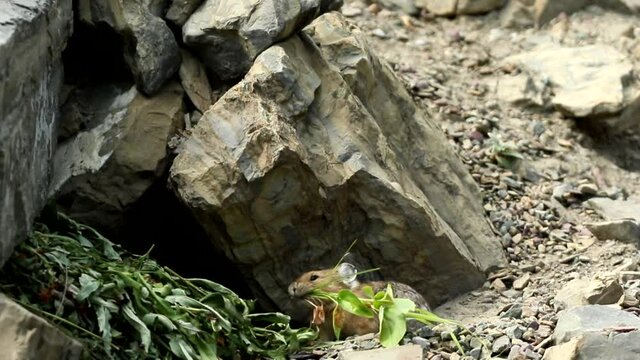 American Pika in rocks gathering food, drying plants, eating running