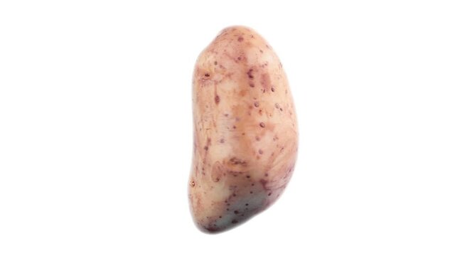 Patata