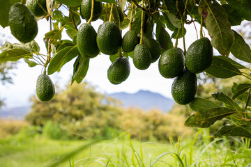AGUACATE COLGANDO DE ÁRBOL CON PAISAJE DE FONDO