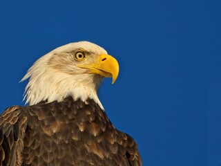 Bald eagle against blue sky background in Sidney BC