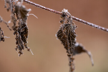 Gefrorene Brennnessel Blätter hängen wie an einer Leine