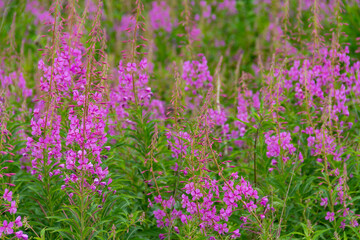 lots of pink flowers
