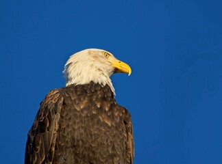 Bald eagle against blue sky background in Sidney BC