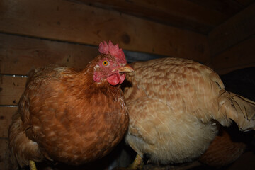 Zwei Hennen machen sich f&uuml;rs Schlafen auf der Sitzstange im H&uuml;hnerstall bereit, ein rotes Huhn von vorne, ein hellrotes Huhn von hinten