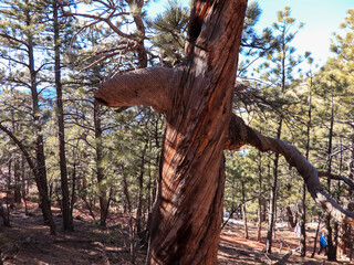 Mountain Hike In The Flatirons 