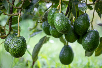 AGUACATE COLGANDO DE ÁRBOL CON FONDO DIFUMINADO O BORROSO