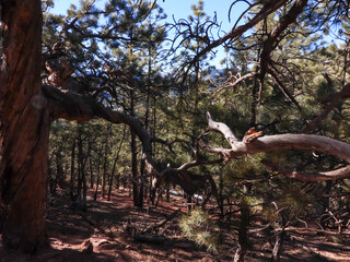 Mountain Hike In The Flatirons 