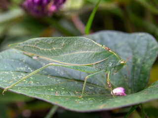 Macro photography of a green catydid standing on a green big leaf. Captured at a garden near the colonial town of Villa de Leyva, in the central Andean mountains of Colombia.
