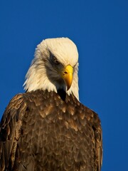 Bald eagle against blue sky background in Sidney BC