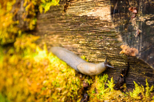 Slug is a common name for any apparently shell-less terrestrial gastropod mollusc.  Slugs belonging to the subclass Pulmonata have soft, slimy bodies and are generally restricted to moist habitats.