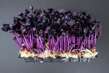 .Radish sprouts grow in a plastic bowl