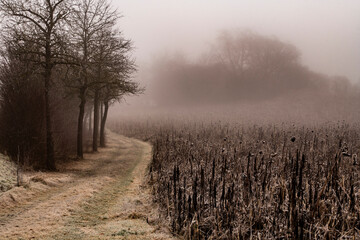 Dichter Nebel über Sonnenblumen- Feld im Winter