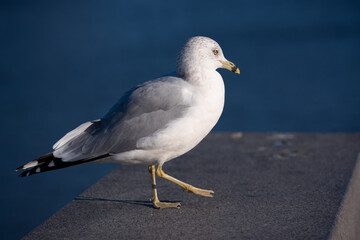 a seagull is standing on concrete