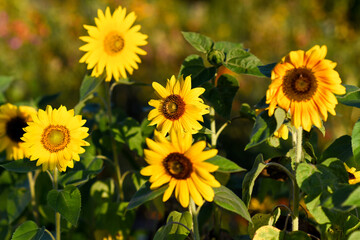 Sunflowers