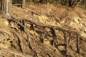 Pine roots on sandy soil