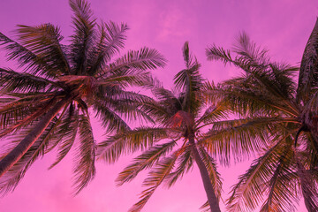 Fototapeta na wymiar Toned background tropical view from below on palm trees. For travel design. Pink background,