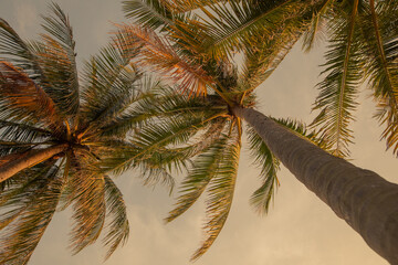 Fototapeta na wymiar Exotic background tropical view from below on hight palm trees in sun light. For travel design.