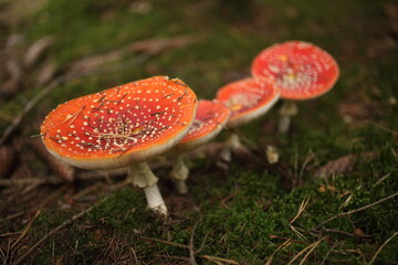 Close-up picture of a Amanita poisonous mushroom in nature