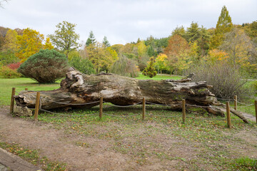 Fototapeta premium Forest during autumn