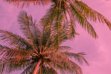 Plakat Pink exotic background with palm trees under the sun. Adorable vacation travel design. Pink sunset landscape