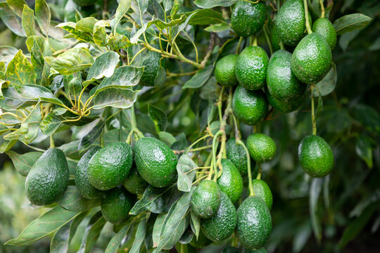Grupo de aguacates o palta en huerta