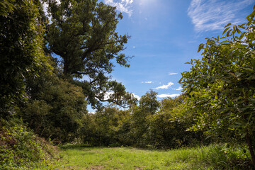 Árboles de aguacate en huerta de México