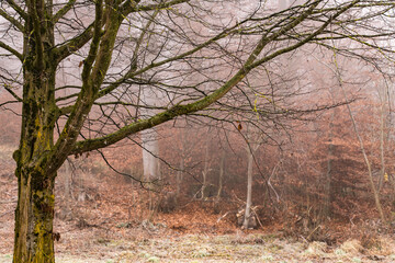 Nebel im Wald