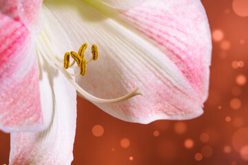 Fototapeta na wymiar Amaryllis flower close up