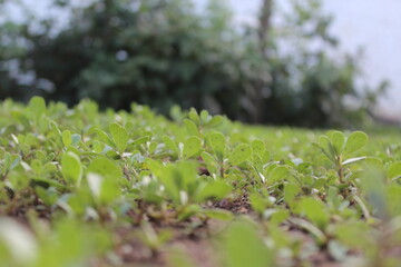 grass and flowers