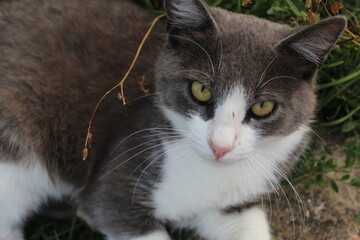 Close-up of a cat. Fluffy cat