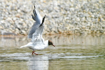 Im Teich gelandet - Möwe