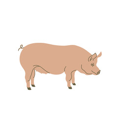 Pig in colored flat style. For logo, icons, emblems, template, badges. Vector illustration