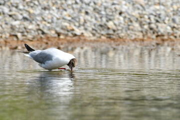 Möwe fischt etwas aus dem Teich