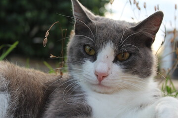 Close-up of a cat. Fluffy cat