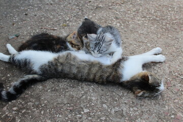 The cat feeds the kittens with her milk