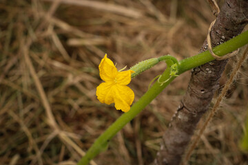 Yellow cucumber flower. Cucumber plant with a flower. Cucumber in the garden.