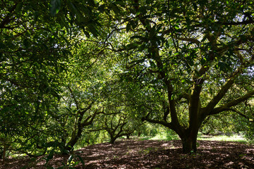 Árboles de aguacate en huerta de México
