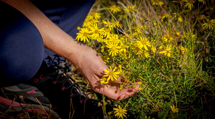 woman's hands touching wildflowers in the field in autumn
