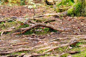 Baumwurzeln im Eichhörnchen Wald, 