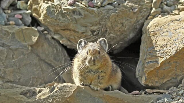 American Pika in rocks