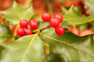 holly berries on a branch