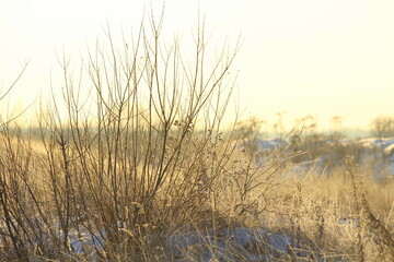 Obraz premium Foggy winter landscape with bushes and trees, soft daylight