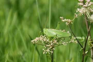 Heuschrecke