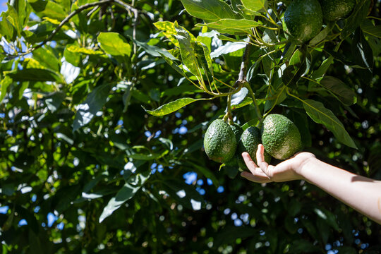 Mano cortando Aguacate o palta de huerta