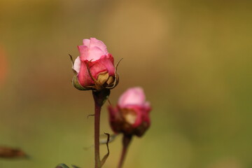 Close-up of garden rose blooming in the summer in the garden