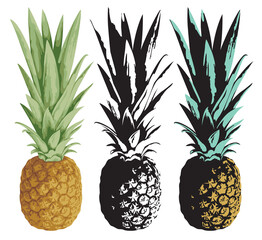 Set of vector images of whole pineapple fruits with leaves close-up. Set of vector illustration of colored and black-white pineapples. Realistic sweet pineapples isolated on a white background