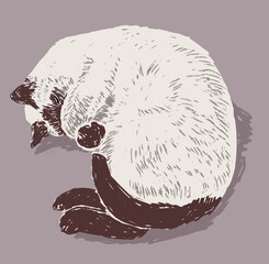 Vector drawing of sleeping domestic siamese cat